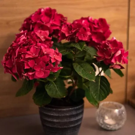 Anastasia Seaside Mangalia